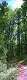   Dans la forêt de Praroussin. (c) Christophe ANTOINE
209*600 pixels (40489 octets)(i1002)