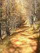  sentier dans les bois de Mamezel après Pré Roubaud. (c) Christophe ANTOINE
300*400 pixels (30807 octets)(i516)