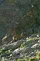un chamois à 30m au pied des aiguilles de la Traversette.(c) Christophe ANTOINE
208*319 pixels (13972 octets)(i329)