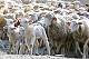 Moutons de St Véran   (c) Sandra Ecochard
600*399 pixels (47675 octets)(i5287)