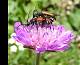 Amour chez les insectes  (c) Monique Eymard
700*577 pixels (49281 octets)(i5192)
